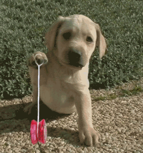 Yo ! I'm Yo Yo Dog. How do I get this thing off my paw ?