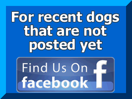 Facebook Dogs