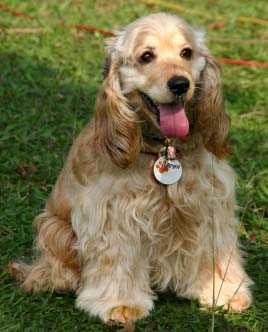 Cocker Spaniel  dog