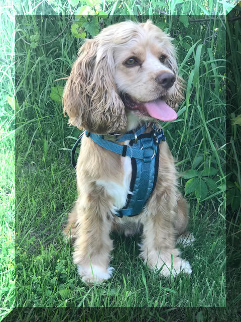 Understanding Lady, A Cocker Spaniel with Chutzpah: A Riverview