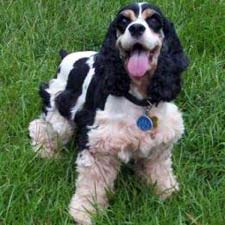 Picture of a Cocker Spaniel dog