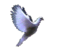 Dove Left