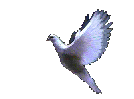 Dove Right